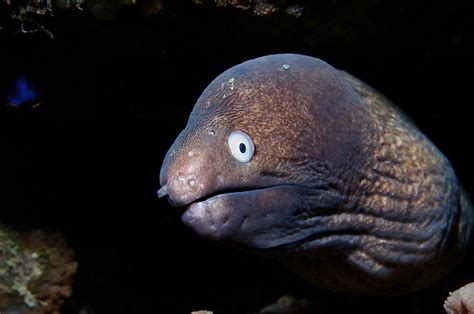 eels that live deep in the ocean